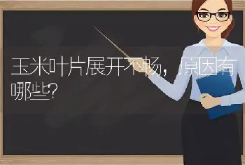 玉米叶片展开不畅,原因有哪些?