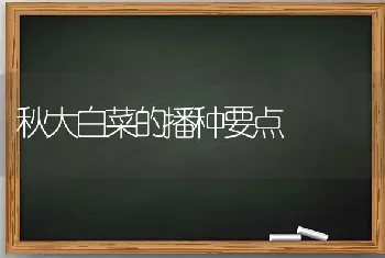 秋大白菜的播种要点