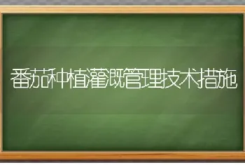 番茄种植灌溉管理技术措施