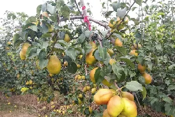 红香酥梨的优点,结果能力强,个大饱满味道鲜美好吃?