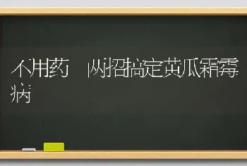 不用药 两招搞定黄瓜霜霉病