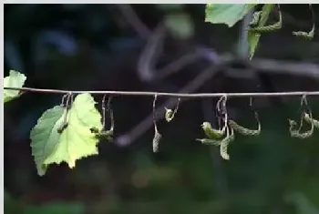 芝麻结蒴期的管理技巧要点