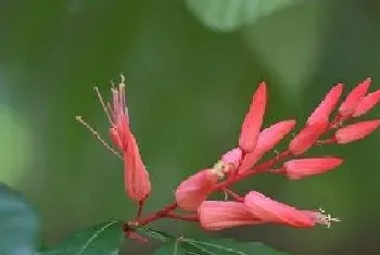 珊瑚花怎么养护方法?