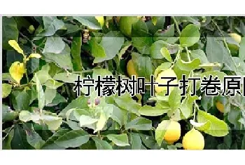 柠檬树叶子打卷原因