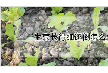 生菜长得细还倒怎么办