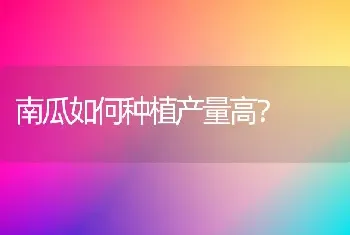 南瓜如何种植产量高?