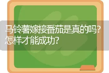 马铃薯嫁接番茄是真的吗?怎样才能成功?