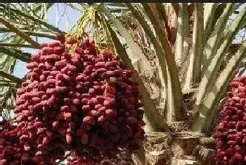 椰枣什么季节成熟上市?椰枣的功效与作用