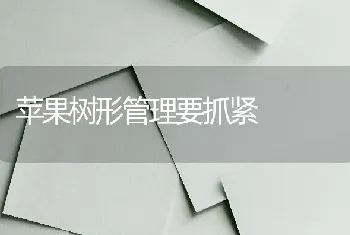 苹果树形管理要抓紧