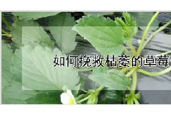 如何挽救枯萎的草莓苗