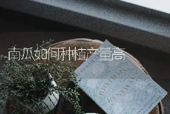 南瓜如何种植产量高