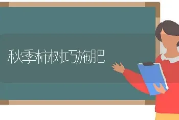 秋季柿树巧施肥