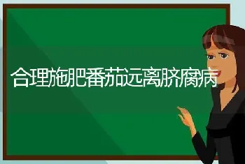 合理施肥番茄远离脐腐病