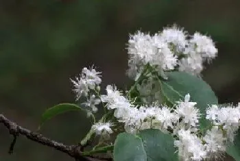 白檀一年开几次花,开花能开几天?