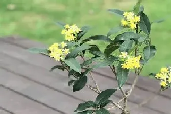 桂花树不开花怎么办?桂花树不开花原因与处理方法