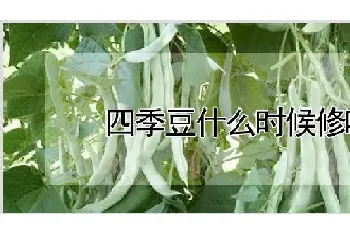 四季豆什么时候修叶