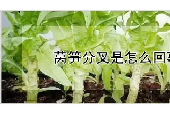 莴笋分叉是怎么回事