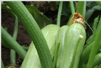 高产西葫芦需要掌握的种植管理技巧有哪些？