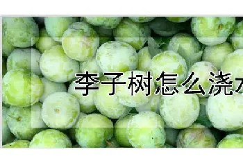 李子树怎么浇水