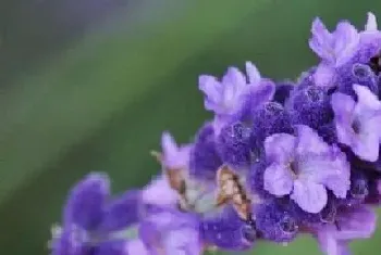 薰衣草秋天开花吗?薰衣草形态特征与植物学史