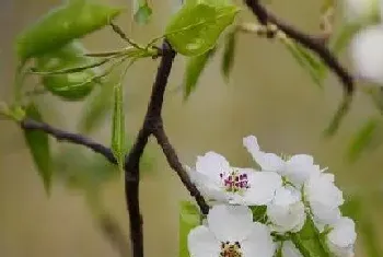 梨的花是什么颜色?