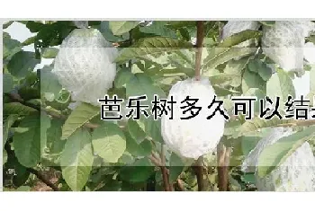 芭乐树多久可以结果