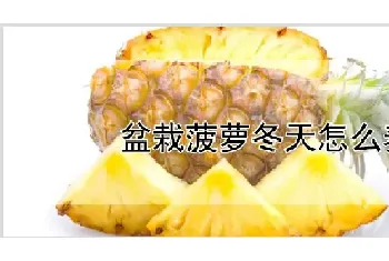 盆栽菠萝冬天怎么养