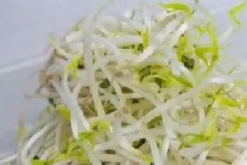 豆芽能放冰箱吗?