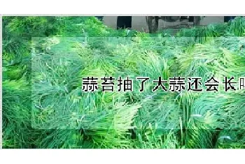 蒜苔抽了大蒜还会长吗