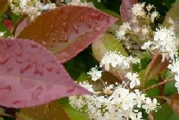 红叶石楠开花吗,开花样子(图片欣赏)