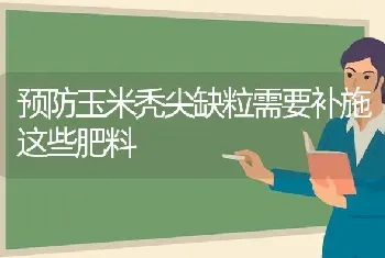 预防玉米秃尖缺粒需要补施这些肥料