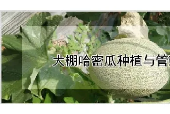 大棚哈密瓜种植与管理