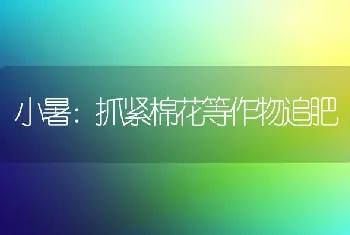 小暑：抓紧棉花等作物追肥