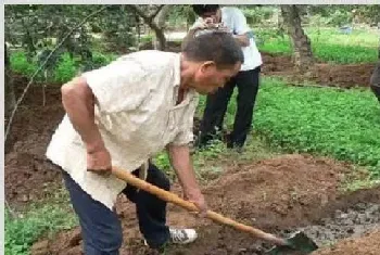 苹果园土壤管理注意事项