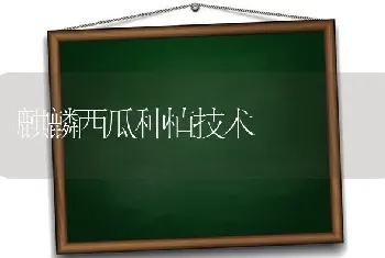 麒麟西瓜种植技术