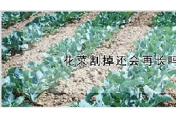 花菜割掉还会再长吗