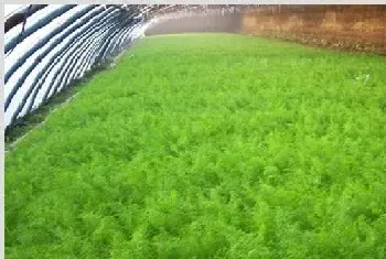 茴香的种植方法