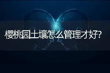 樱桃园土壤怎么管理才好?