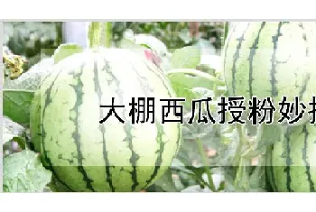 大棚西瓜授粉妙招