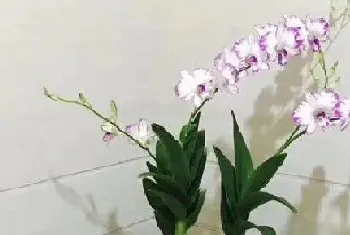 什么花的花语是父爱?