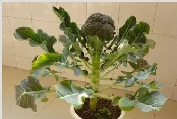 盆栽西兰花的种植方法及养护介绍