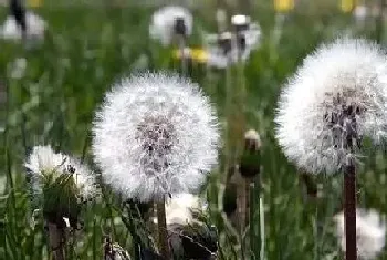 蒲公英秋天开花吗?蒲公英形态特征与植物学史