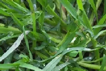 牛筋草是常绿植物吗?