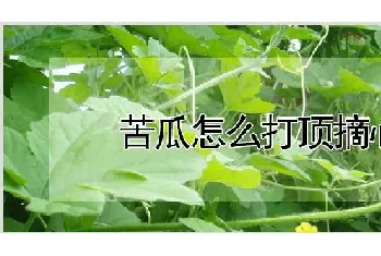 苦瓜怎么打顶摘心