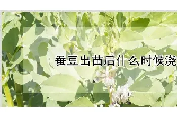 蚕豆出苗后什么时候浇水