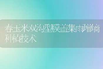 春玉米双沟型膜盖集雨增墒种植技术