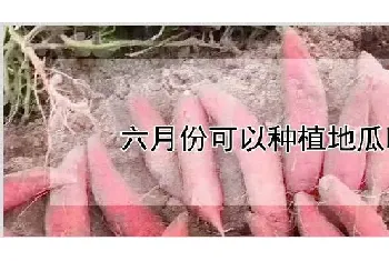 六月份可以种植地瓜吗