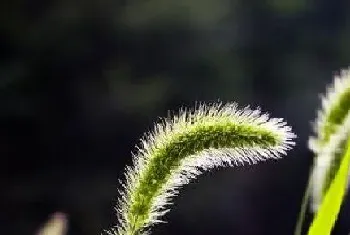 寓意生命力顽强的植物,什么植物象征着顽强?