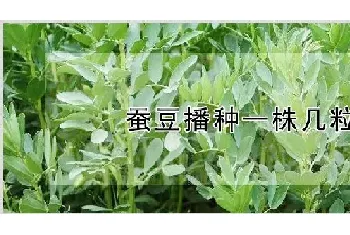 蚕豆播种一株几粒