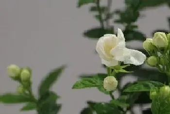 茉莉花怎么栽种,刚买回来的茉莉花栽培方法?